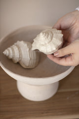 Set 3 conchiglie decorative