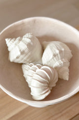 Set 3 conchiglie decorative