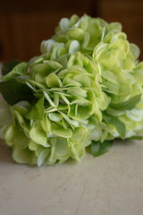 Bouquet 4 ortensie verdi