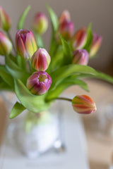 Fascio 7 tulipani screziati viola